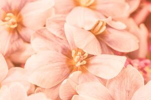Fotografie de artă Close-up of pink flowers, Natalia Serenko / 500px, (40 x 26.7 cm)