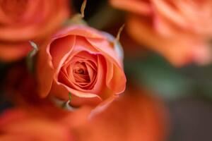 Fotografie de artă Coral Baby Rose Close-up, Carolyn Ann Ryan, (40 x 26.7 cm)