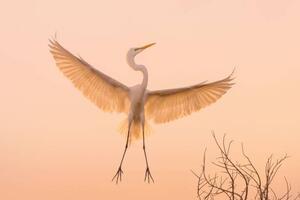 Fotografie de artă Graceful white Heron in flight, Wirestock, (40 x 26.7 cm)