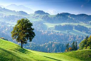 Fotografie de artă Switzerland, Bernese Oberland, tree on hillside, Travelpix Ltd, (40 x 26.7 cm)