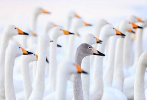 Fotografie Unique swan, High quality images of Japan and nature, (40 x 26.7 cm)