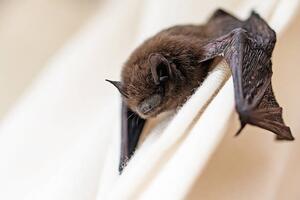 Fotografie de artă common pipistrelle a small bat, fermate, (40 x 26.7 cm)