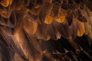 Fotografie Golden Eagle's feathers, Tim Platt, (40 x 26.7 cm)
