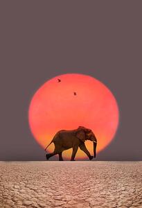 Fotografie de artă Elephant walking., Grant Faint, (26.7 x 40 cm)