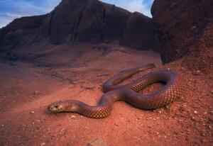 Fotografie de artă Large, wild king brown/mulga snake, Kristian Bell, (40 x 26.7 cm)
