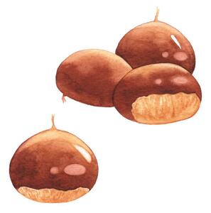 Fotografie Watercolor Chestnuts, saemilee, (40 x 40 cm)