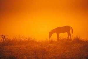 Fotografie Horse silhouette on morning meadow. Orange, kovop58, (40 x 26.7 cm)