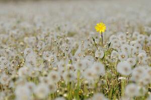 Fotografie Yellow Flower in meadow of dandelion, Martin Ruegner, (40 x 26.7 cm)