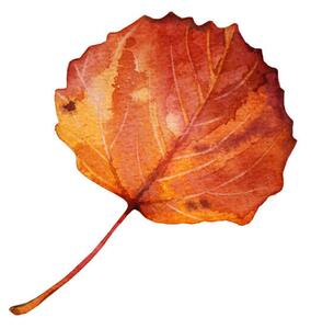 Fotografie Watercolor hand-drawn autumn red, orange leaf, Natalia Kunashova, (40 x 40 cm)
