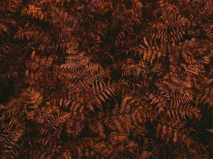 Fotografie de artă High angle view of brown fern leaves, Johner Images, (40 x 30 cm)