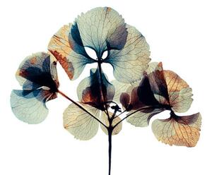 Fotografie de artă Pressed and dried dry flower, andersboman, (40 x 26.7 cm)