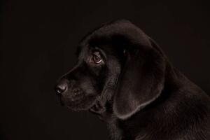 Fotografie de artă black Labrador Retriever puppy, Koljambus, (40 x 26.7 cm)