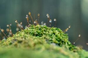Fotografie Moss sporangia with morning dew (close-up), LITTLE DINOSAUR, (40 x 26.7 cm)