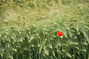 Fotografie de artă Lonely poppy in a wheat field, Jean-Philippe Tournut, (40 x 26.7 cm)