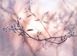 Fotografie Sun shining through branches with dew covered buds, EschCollection, (40 x 30 cm)