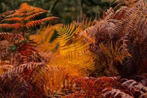Fotografie de artă dry ferns in a forest in fall, vicvaz, (40 x 26.7 cm)