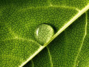 Fotografie de artă water drop on leaf, Mark Mawson, (40 x 30 cm)