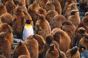 Fotografie de artă Adult king penguin surrounded by, Art Wolfe, (40 x 26.7 cm)