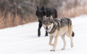 Fotografie de artă Wild Wolves, canis lupus, in the Canadian Rockies, Colleen Gara, (40 x 26.7 cm)