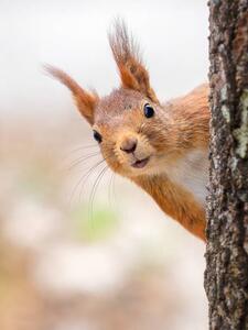 Fotografie de artă Close-up of squirrel on tree trunk,Tumba,Botkyrka,Sweden, mange6699 / 500px, (30 x 40 cm)