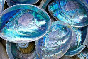 Fotografie Close-up of some Paula shells also called Abalone, LazingBee, (40 x 26.7 cm)