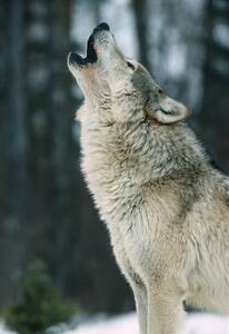 Fotografie The Gray wolf, Canis lupus,, Gerald Corsi, (26.7 x 40 cm)