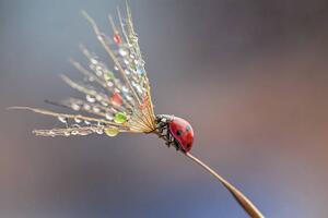 Fotografie de artă Ladybug on dandelion, mikroman6, (40 x 26.7 cm)