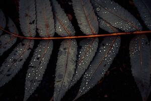 Fotografie de artă Leaf of Staghorn sumac, close-up, Westend61, (40 x 26.7 cm)