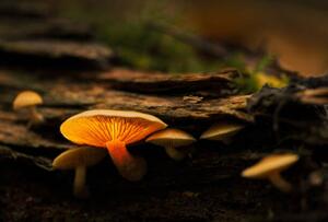 Fotografie de artă Glowing mushroom, Montana1957, (40 x 26.7 cm)