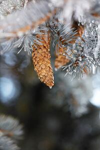 Fotografie de artă Frozen pinecones in winter, sangfoto, (26.7 x 40 cm)