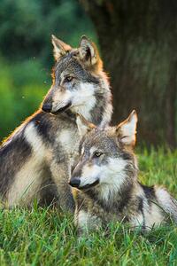 Fotografie de artă Two Gray Wolves (Canis lupus) Indiana, USA, Alex Hibbert, (26.7 x 40 cm)