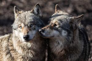 Fotografie de artă Two grey wolf in love, AB Photography, (40 x 26.7 cm)