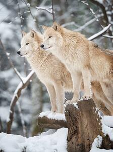 Fotografie de artă Arctic Wolves Pack in Wildlife, Winter Forest, 4FR, (30 x 40 cm)