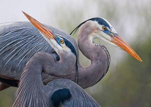 Fotografie Blue Herons, Mirenchu A Fernandez, (40 x 30 cm)
