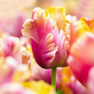 Fotografie de artă Close-up tulips, Helaine Weide, (40 x 40 cm)