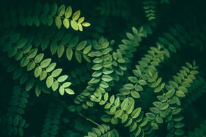 Fotografie Leaf Background, Jasmina007, (40 x 26.7 cm)