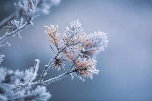 Fotografie de artă Autumn - frosty pine needles, Baac3nes, (40 x 26.7 cm)