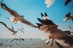 Fotografie de artă Close-Up of Seagulls above Sea against, sakchai vongsasiripat, (40 x 26.7 cm)