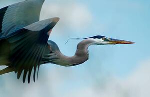 Fotografie Blue Heron Flight, niknikon, (40 x 26.7 cm)