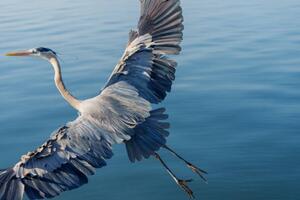 Fotografie Great Blue Heron, Michael H Spivak, (40 x 26.7 cm)