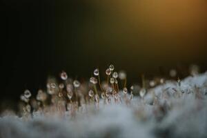 Fotografie Close up of dew on frosty, Catherine Falls Commercial, (40 x 26.7 cm)