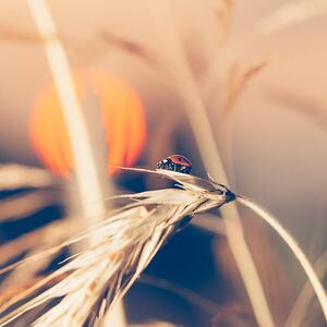 Fotografie de artă Ladybug sitting on wheat during sunset, Pawel Gaul, (40 x 40 cm)
