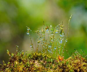 Fotografie de artă Water drops on moss with Sun beams, K-Paul, (40 x 35 cm)