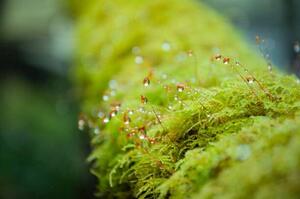 Fotografie Close-up Moss with the dropped water, Namthip Muanthongthae, (40 x 26.7 cm)