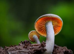 Fotografie de artă Close-up of mushroom growing on field,Silkeborg,Denmark, Karim Qubadi / 500px, (40 x 30 cm)