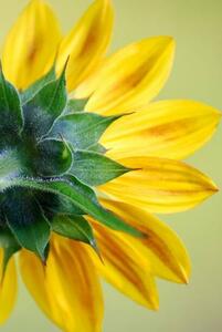 Fotografie Sunflower, dgphotography, (26.7 x 40 cm)