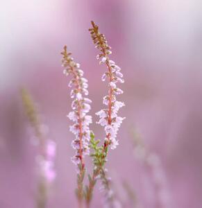 Fotografie de artă Close-up of pink flowering plant, bunthem / 500px, (40 x 40 cm)