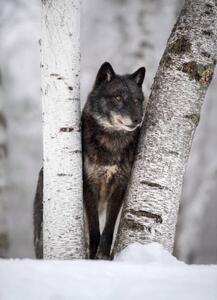 Fotografie de artă Wolf in the USA, Kathleen Reeder Wildlife Photography, (30 x 40 cm)