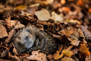 Fotografie de artă European hedgehog is sleeping in, DieterMeyrl, (40 x 26.7 cm)