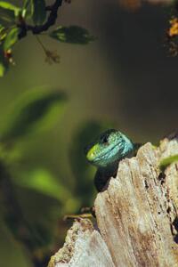 Fotografie European green lizard (Lacerta viridis), Marko Petkovic Visual, (26.7 x 40 cm)